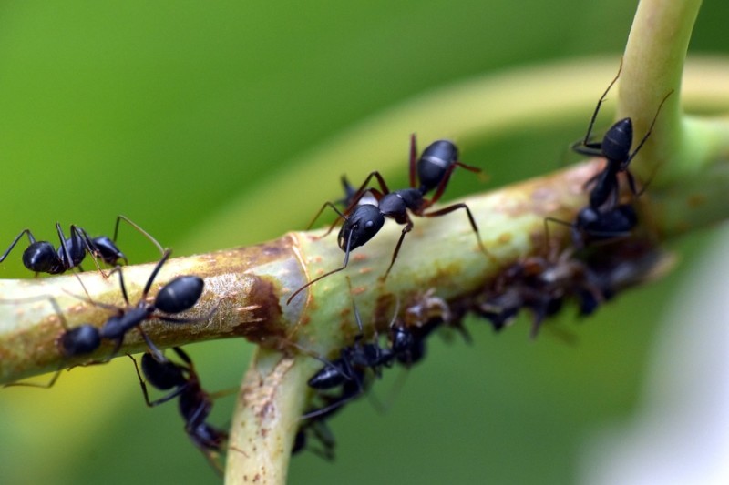 La fourmi noire, insecte envahissant Découvrez les moyens de lutte La fourmi noire, insecte envahissant Découvrez les moyens de lutte
